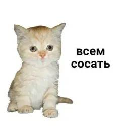 бес самый лучший кот на свете