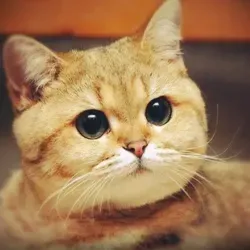 Новости про котов каждый день