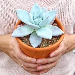 Суккуленты STONE ROSE