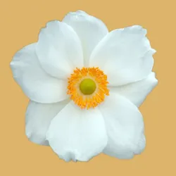 Квітарня