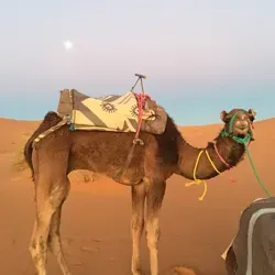 Slavnikova travel startup