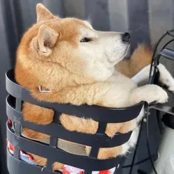 Толстые Собаки