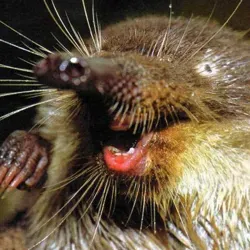 Просто Выхухоль - Психолог