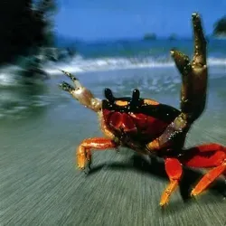 СМАК МА БИЧ АП