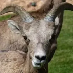 Огородный козёл 🐐