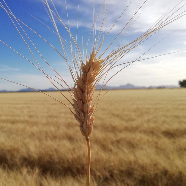 Durum Wheat Market News