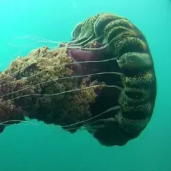 Интересный факт