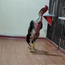 Андижон Корасув Хорозлари.$