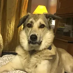 Шибамут по имени Бима