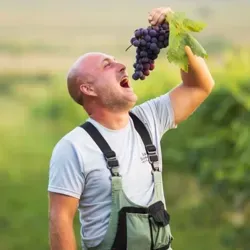 Камский Виноградник Татарстан