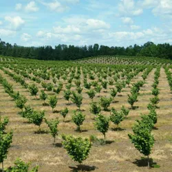 МЕВАЛИ ВА МАНЗАРАЛИ КУЧАТЛАР🌲🍐🍎🍇🍋🍒 https:// .