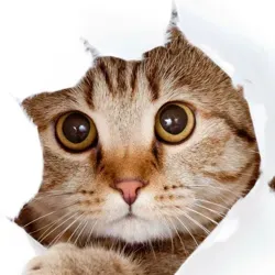 Без кота и жизнь не та