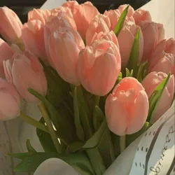 Chiroyli rasmlar 🌼
