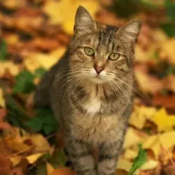 Это фиаско, котан!