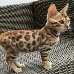 🎈 Животные life