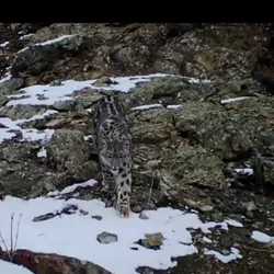 "Ҳисор" давлат қўриқхонаси флора ва фауна дунёси туғрисида маълумот бериб борамиз.