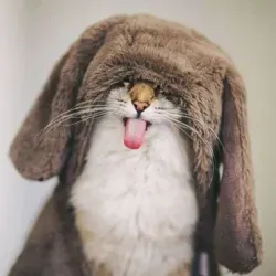 Тайца канал