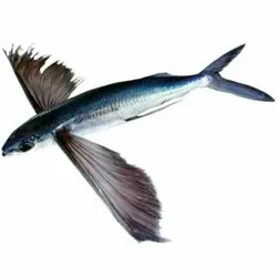 летучие рыбы