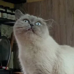 єКотики🐈