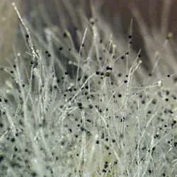 Террариум Социальной Плесени