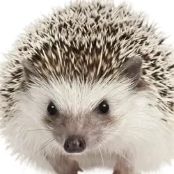 Нора Ёжика