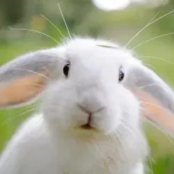 Уши кролика