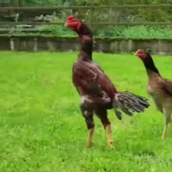 O SHAMO UZ PRIVAZNOYLAR