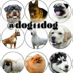 Я - СОБАЧНИК ! 🐕