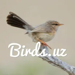 Birds.uz