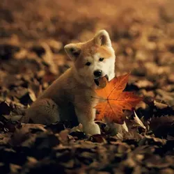 Photo.big ( ПРОДАЕТСЯ)