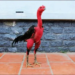 Хуроз жанги узбекистанxurozjangiuzbekistan