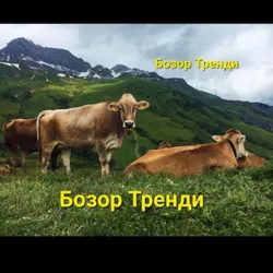 БОЗОР ТРЕНДИ