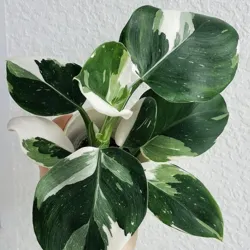🌱 в траве