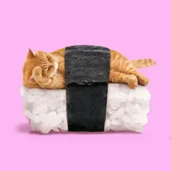 коты в необычных местах