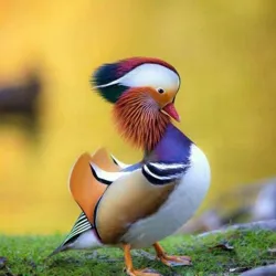 Noyob jonzodlar zakazga