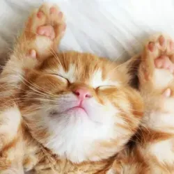 Whiskas