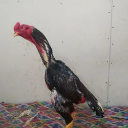 💯 Тошкент 🏆 Лидер Хурозлар 💯